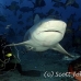 shark_bull_1d_srmr_beqa_h_0378_fij9312_rv.jpg
